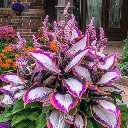 🔥Premium Rare Hosta Seeds🌿Shade-Tolerant Plant - Rainbow