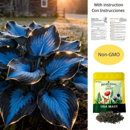 🔥Premium Rare Hosta Seeds🌿Shade-Tolerant Plant - Rainbow