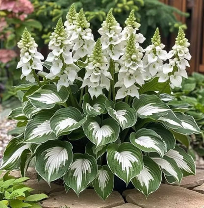 🔥Premium Rare Hosta Seeds🌿Shade-Tolerant Plant - Rainbow