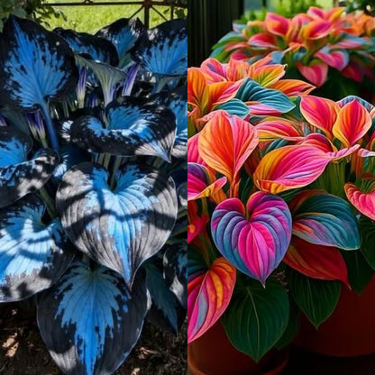 🔥Premium Rare Hosta Seeds🌿Shade-Tolerant Plant - Rainbow