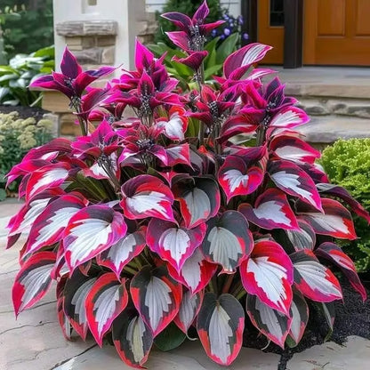 🔥Premium Rare Hosta Seeds🌿Shade-Tolerant Plant - Rainbow