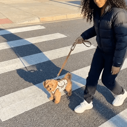 Wearable Pet Carrier Bag – Hands-Free Comfort for Small Pets