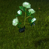 White Rose