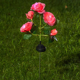 Pink Rose