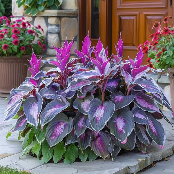 🔥Premium Rare Hosta Seeds🌿Shade-Tolerant Plant - Rainbow