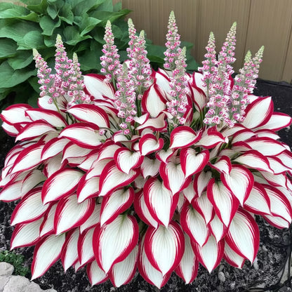 🔥Premium Rare Hosta Seeds🌿Shade-Tolerant Plant - Rainbow