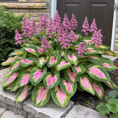 🔥Premium Rare Hosta Seeds🌿Shade-Tolerant Plant - Rainbow