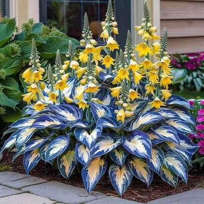 🔥Premium Rare Hosta Seeds🌿Shade-Tolerant Plant - Rainbow