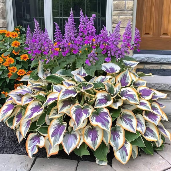 🔥Premium Rare Hosta Seeds🌿Shade-Tolerant Plant - Rainbow
