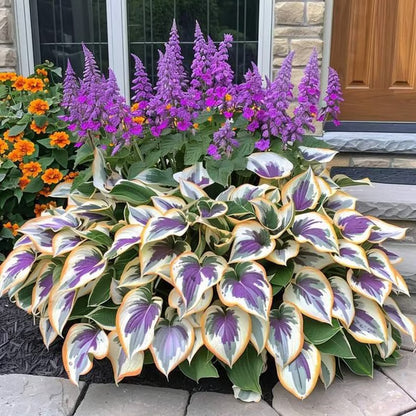 🔥Premium Rare Hosta Seeds🌿Shade-Tolerant Plant - Rainbow
